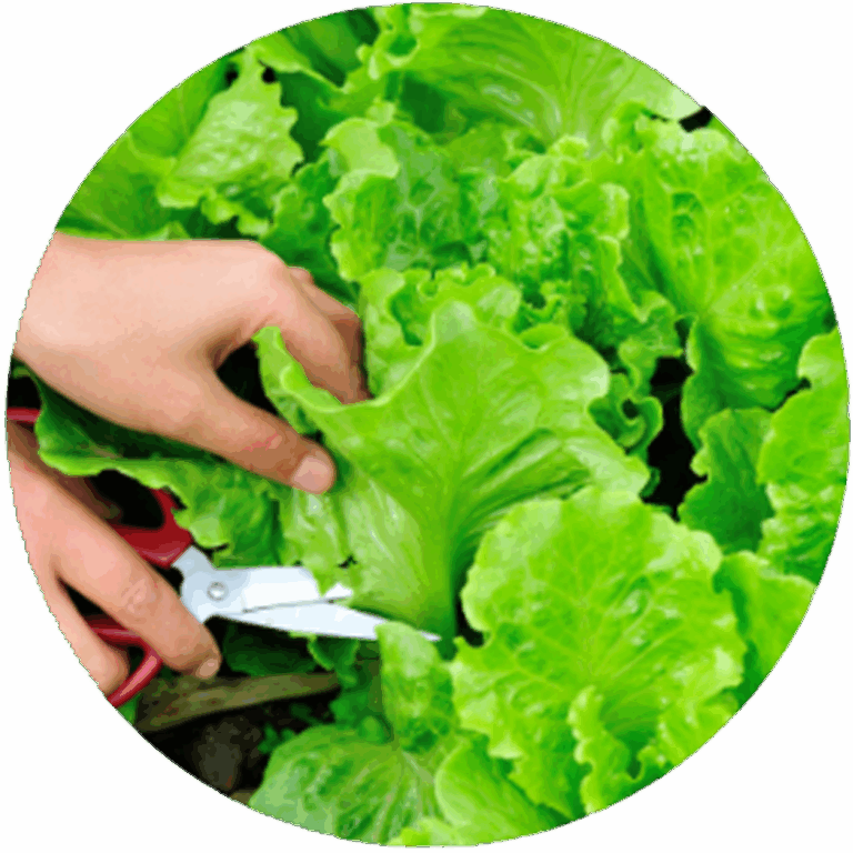 Longer Freshness, Bigger Harvests - Pure Growth