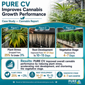 Cannabis Study